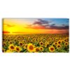 quadro moderno su tela con fiori gialli campo di girasoli