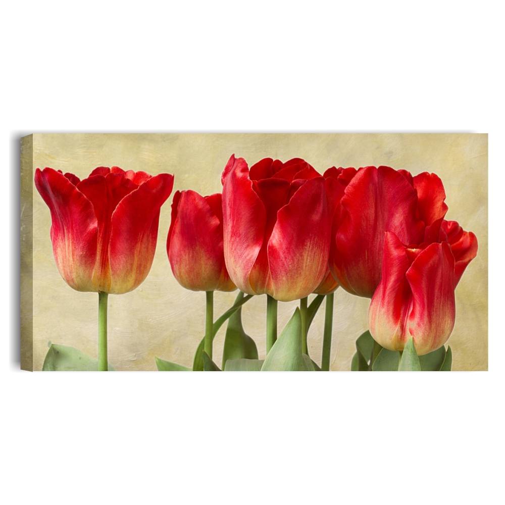 Tulipani vintage rossi