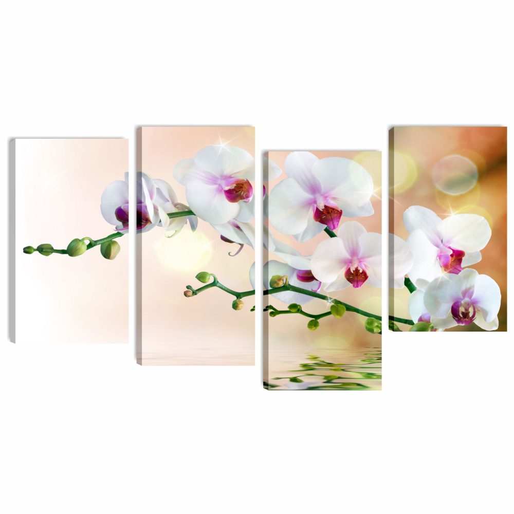 Orchidea riflesso